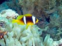 030502_Zabargad - Clown - Dsc01447~